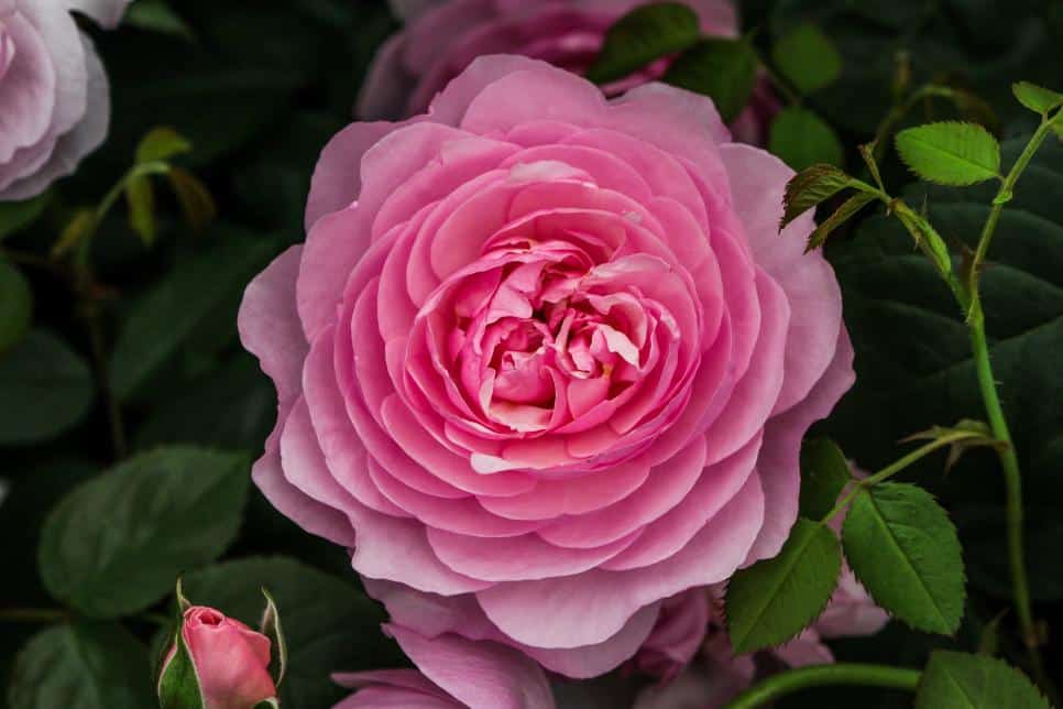 Top 40 Des Plus Belles Variétés De Roses Au Monde (galerie Photos)