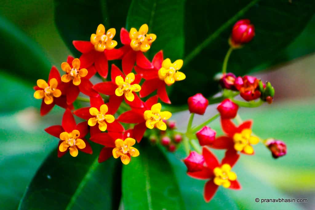 Top 40 Superbes Fleurs Tropicales : Noms et Images